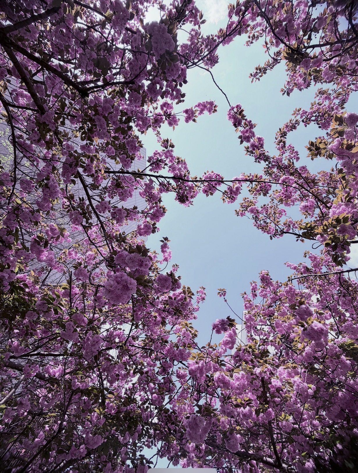 桜はみんなを喜ばせる